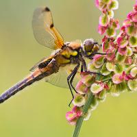 Four Spotted Chaser 